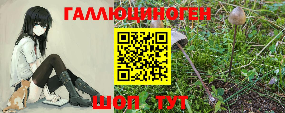Энгельс  Псилоцибиновые грибы Cubensis  Вход с VPN 